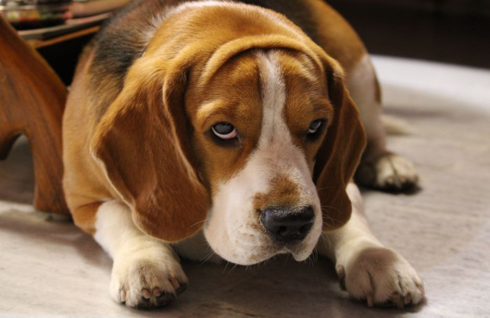 Nederlandse naam beagle